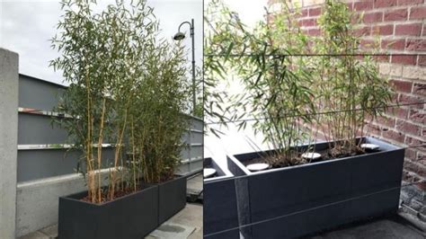 Bambous en jardinière sur une terrasse moderne