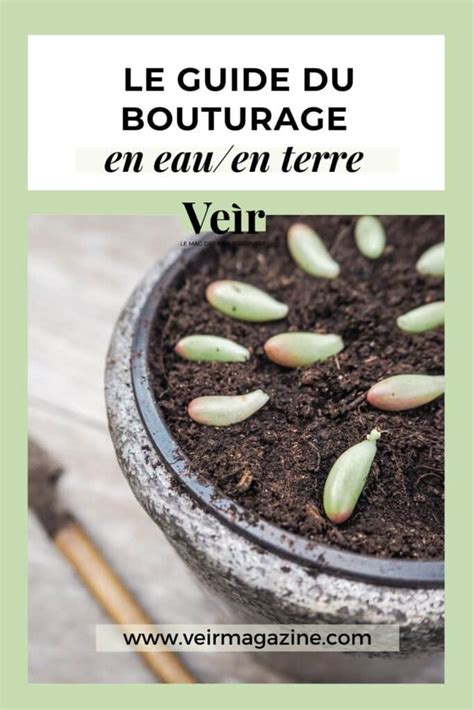 Calendrier visuel des périodes de bouturage pour différentes espèces