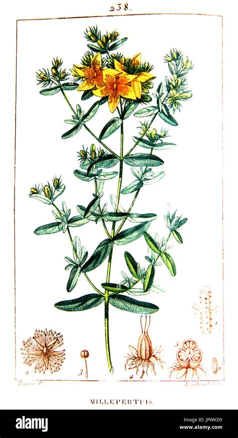Illustration botanique du Millepertuis (Hypericum perforatum)