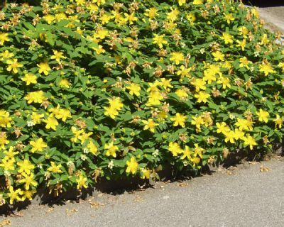 Un talus couvert de millepertuis nain fleuri