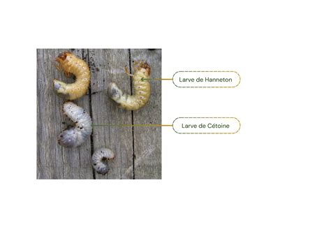 Infographie comparant les larves de cétoine (utiles au compost) aux larves de mites alimentaires (nuisibles en cuisine)