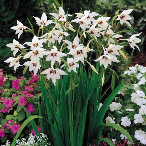 Glaïeul d'Abyssinie en pleine floraison avec ses pétales blancs et son cœur pourpre caractéristique