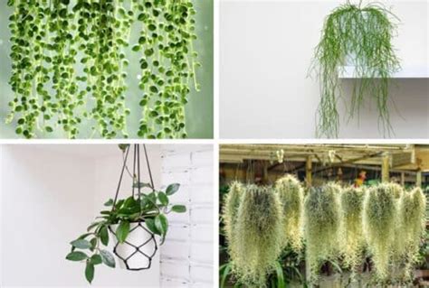 Plantes grasses retombantes dans un intérieur moderne