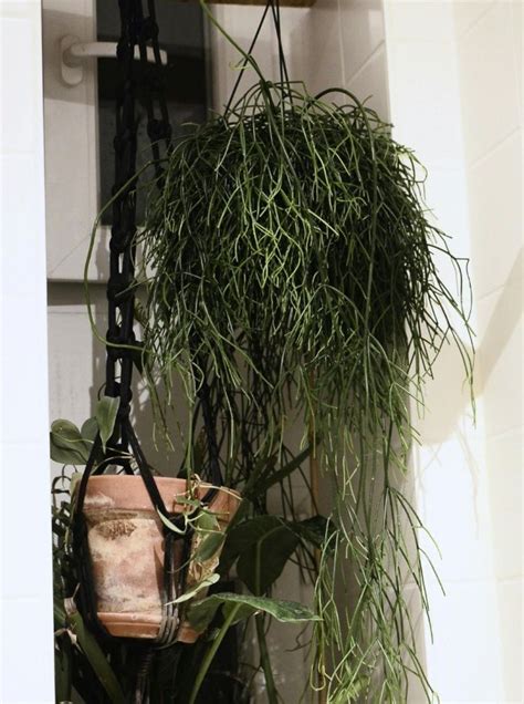 Rhipsalis en suspension