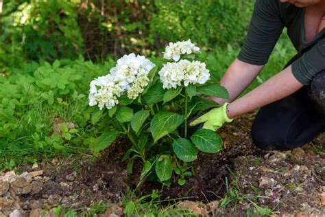 Jardinier appliquant de l'engrais au pied d'un hortensia