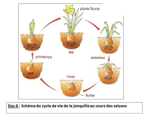 Schéma illustrant les étapes du cycle de vie annuel d'un bulbe de tulipe de la plantation à la dormance