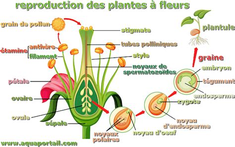 Infographie comparant la reproduction par division de bulbilles et la reproduction par semis de graines
