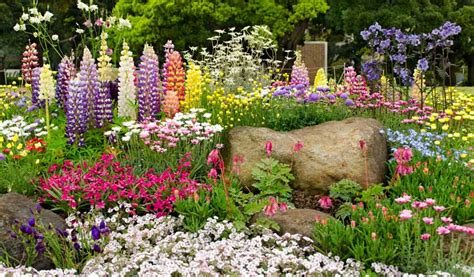 Photographie d'un massif printanier composé de tulipes et de narcisses