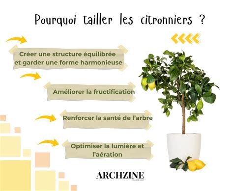 Infographie comparant un citronnier avant et après une taille de rajeunissement