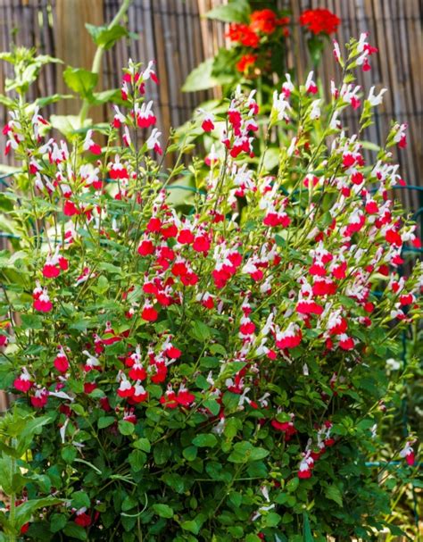 Gros plan sur une fleur de Salvia microphylla 'Hot Lips'