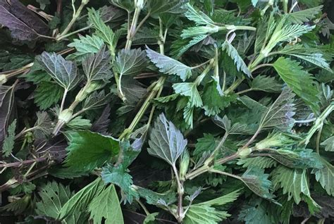 Une vue rapprochée de feuilles d'ortie fraîches dans un jardin, prêtes à être récoltées pour le compost