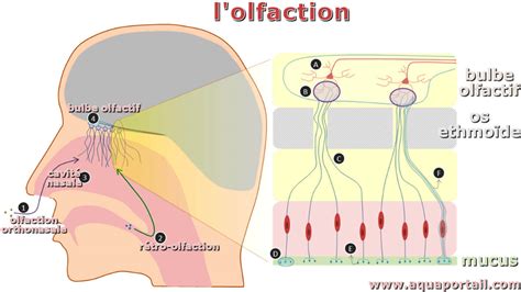 Structure d'un récepteur olfactif de moustique