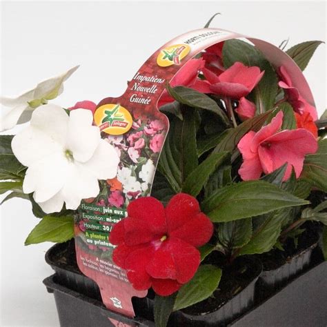 Illustration d'un massif d'impatiens de Nouvelle-Guinée aux couleurs variées
