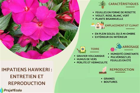 Comparaison visuelle entre une fleur d'Impatiens walleriana et une fleur de Nouvelle-Guinée