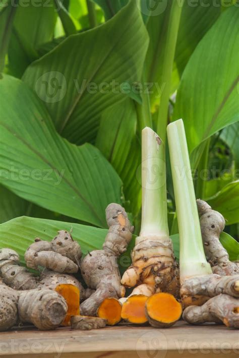 Illustration botanique d'un plant de Curcuma longa avec ses feuilles larges et son rhizome