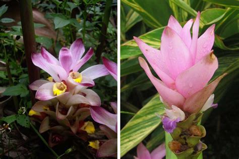 Comparaison visuelle entre Curcuma longa (épice) et Curcuma alismatifolia (ornemental)