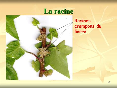 Schéma montrant les racines-crampons du lierre