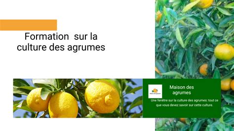 micro-organismes et santé du sol pour agrumes