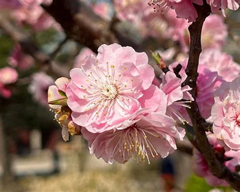 Illustration botanique de Prunus mume montrant ses fleurs caractéristiques et son port élégant