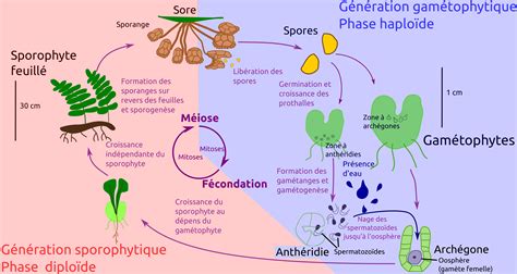 Schéma simplifié illustrant le cycle de vie de l'orobanche, de la graine à l'émergence de la tige florale