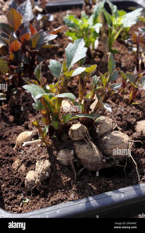 Tubercules d'Oxalis préparés pour la plantation