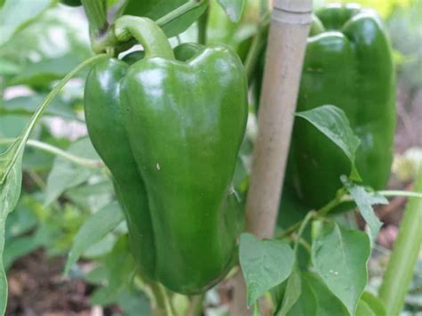 Plan de poivron chargé de fruits colorés dans un potager ensoleillé