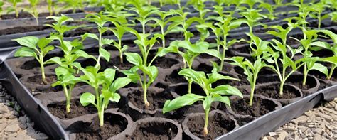 Jardin potager associant pieds de poivrons et plants de basilic en bordure