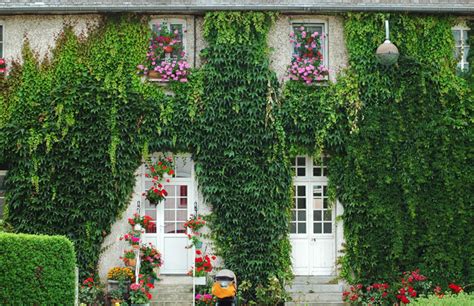 Vigne grimpante sur une façade en automne