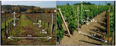 Schéma de préparation d'un trou de plantation pour vigne