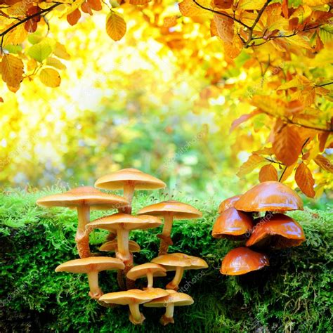 Forêt française en automne avec divers champignons