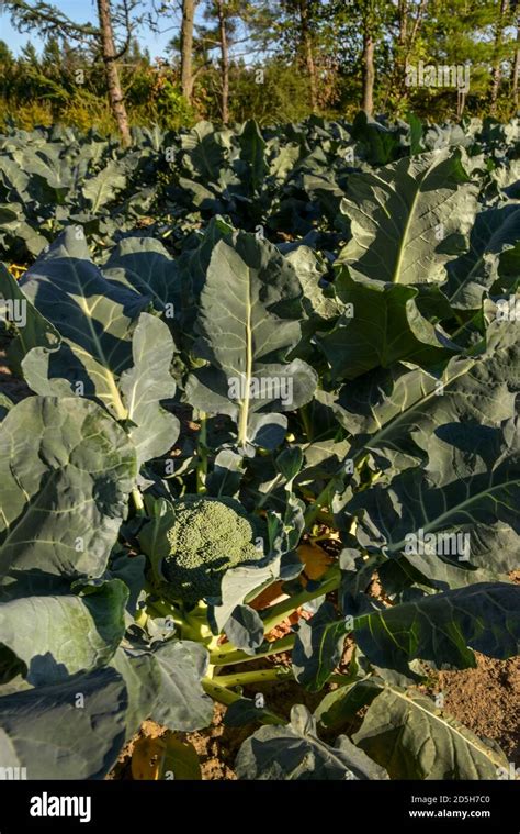 Champ de légumes frais prêt à être cueilli