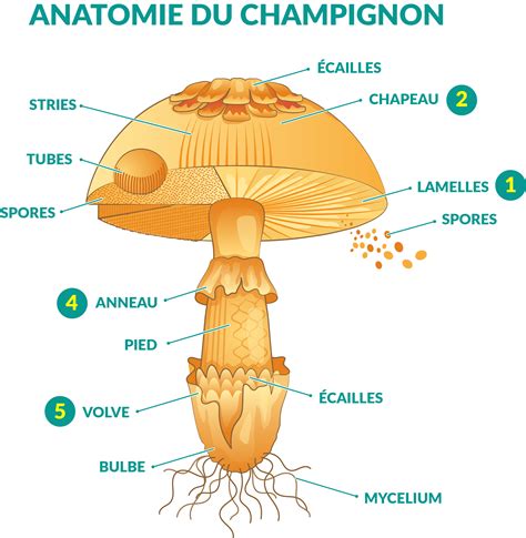 Schéma d'une ferme de champignons optimisée
