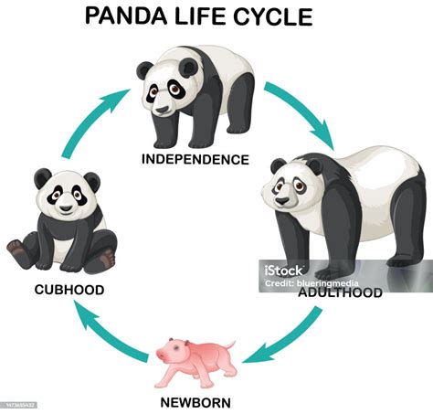 Infographie comparant la durée de vie des toiles de paillage traditionnelles et des toiles recyclées et recyclables