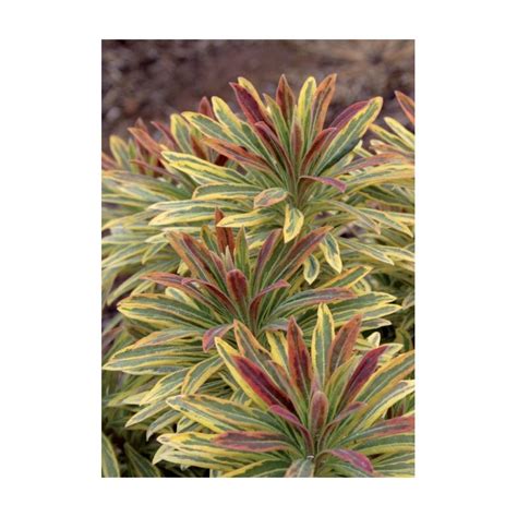 Comparaison visuelle entre l'Euphorbe characias type et le cultivar Ascot Rainbow