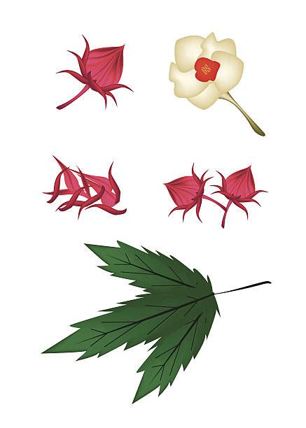 Illustration des différentes parties de l'Hibiscus sabdariffa