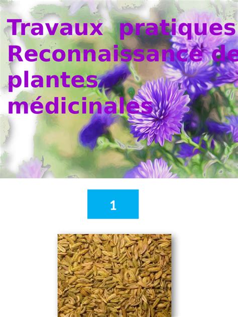 Sélection de plantes médicinales et leurs usages