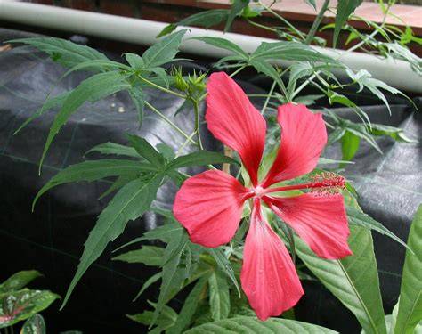 fleurs rouge vif de l'Hibiscus coccineus dans un jardin humide