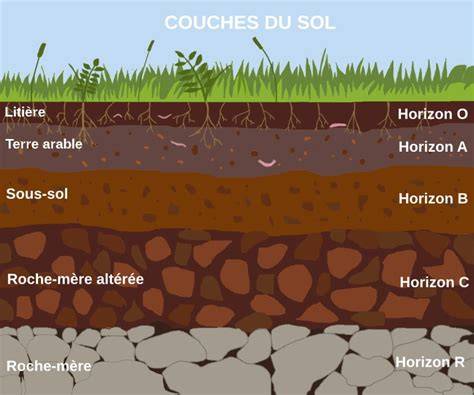 schéma illustrant le rabattage au ras du sol d'une plante herbacée vivace