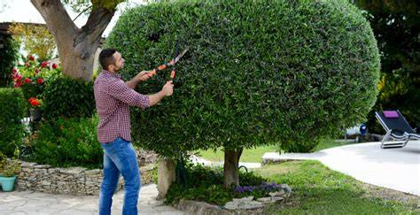outils de jardinage pour la taille des arbustes
