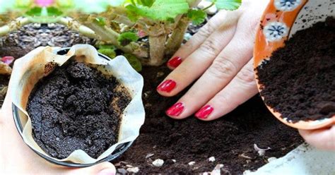 Plantes fertilisées avec du marc de café