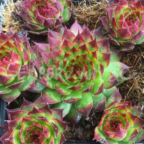 Collection de sempervivum