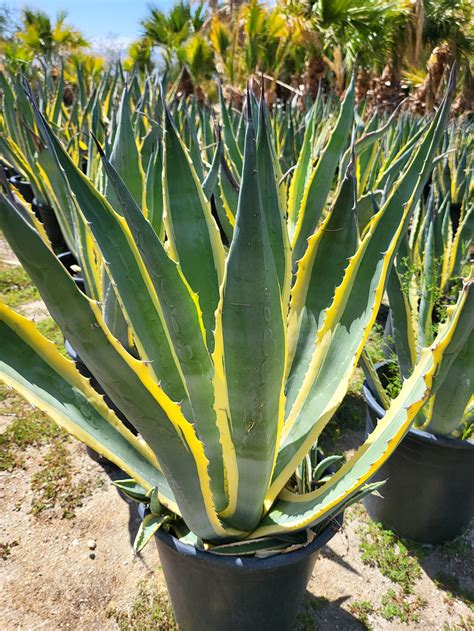 Agave americana marginata avec ses feuilles bordées de jaune
