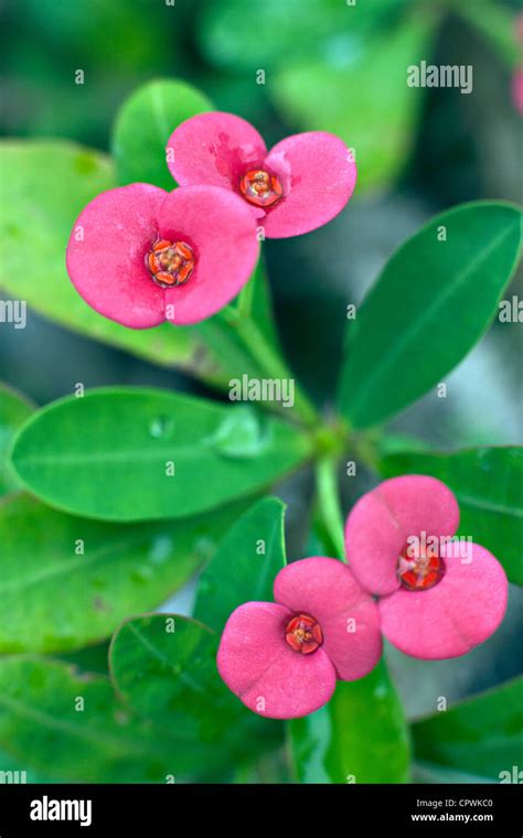 Fleurs d'Euphorbia milii