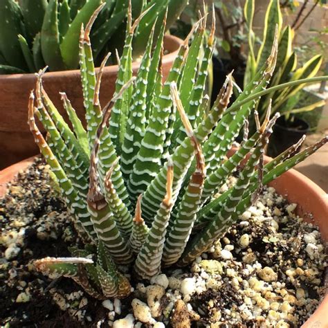 Haworthia fasciata avec ses feuilles pointues
