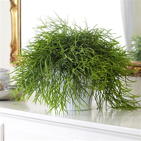 Rhipsalis cassutha, le cactus-gui