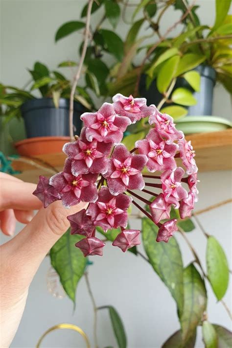 Hoya carnosa avec ses feuilles charnues