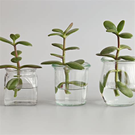 Boutures de plantes grasses