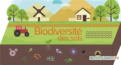 Infographie sur la biodiversité du sol