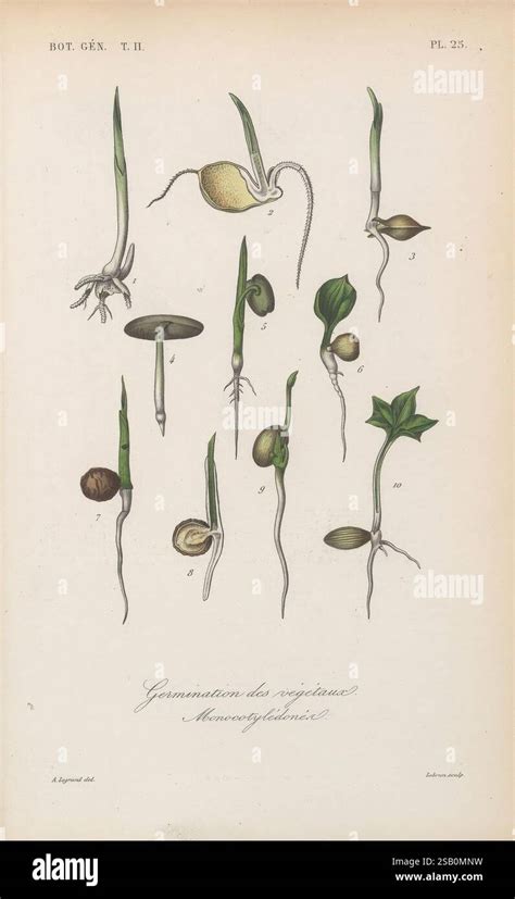 Illustration de diverses graines végétales, chacune distincte de l'autre