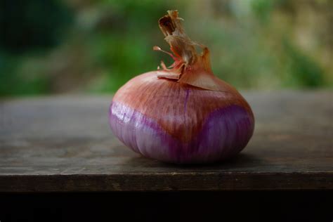 Photo de l'oignon rose de Menton, une variété ancienne préservée